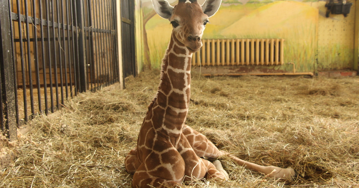 Траур и горечь