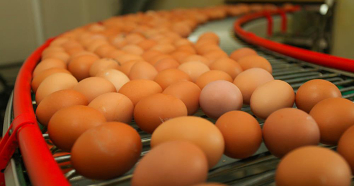 Яйцо куриное производитель. Производство яиц. Продукция птицеводства. Завод куриных яиц. Яйца производители.