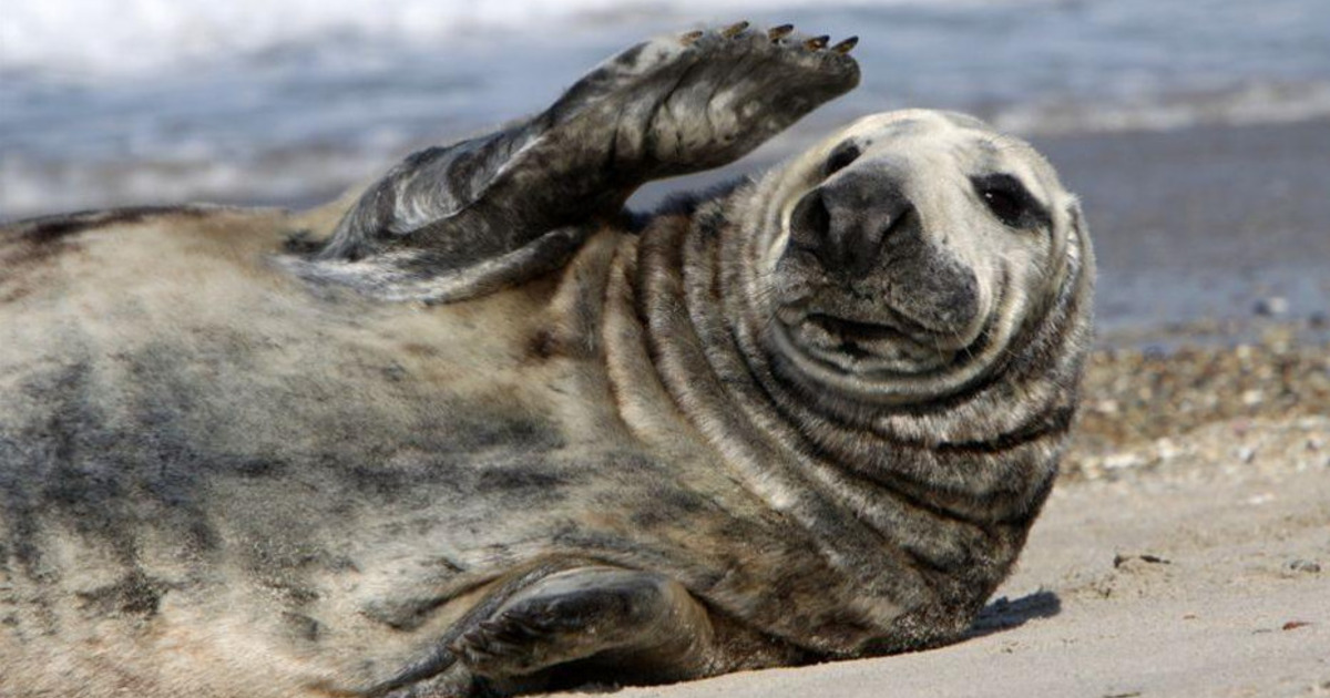 Three seals. Балтийское море морские котики. Тюлень Балтийского моря. Балтийский серый тюлень. Балтийского моря серый тюлень.