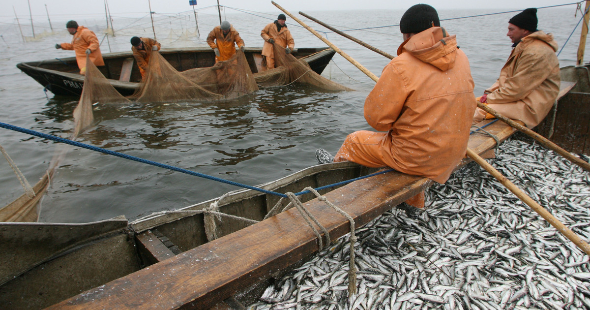 Калининград ловит рыбу
