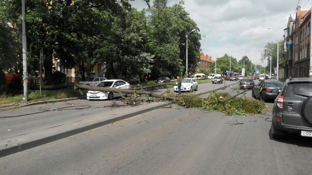 В Калининграде ветер повалил 14 деревьев (фото, дополняется)