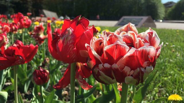 С городских клумб в Калининграде уберут цветущие тюльпаны 