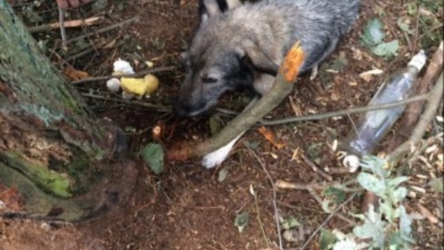 Съела все ветки вокруг: в лесу под Светлым привязали и бросили умирать собаку (фото)
