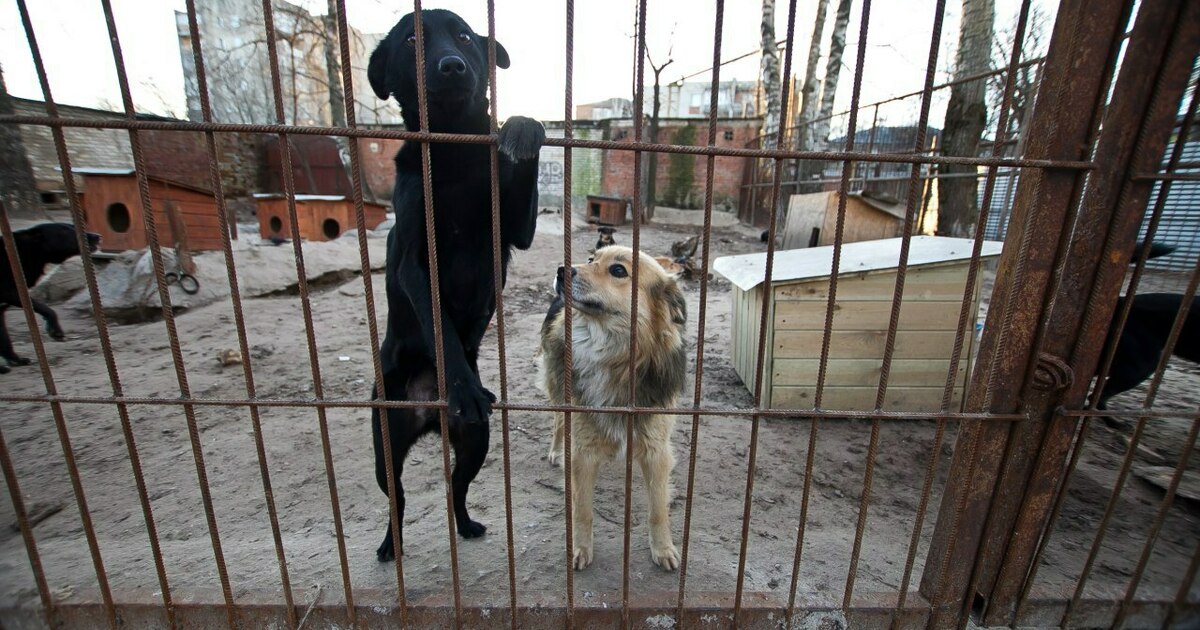 Приозерский приют для бездомных животных в Приозерске. Калининградские приюты для собак. Собачий приют в Новороссийске.