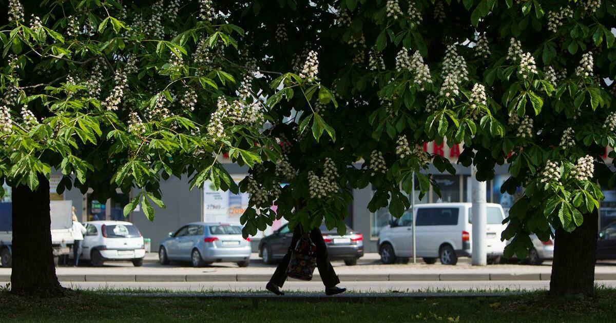 Какие деревья в калининграде. Каштаны в калининграде. деревья в калининграде.