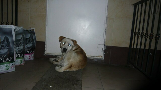 В Калининграде волонтёры ищут хозяев для бездомного пса, которого несколько раз выгоняли на улицу (фото)