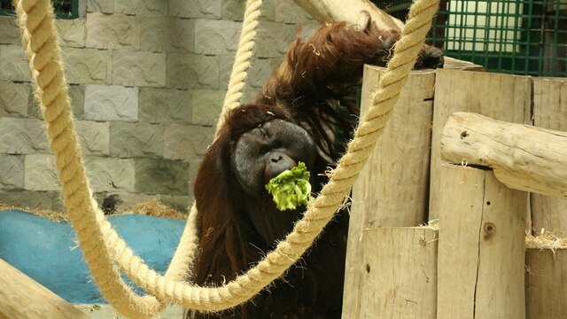 В зоопарке рассказали, как орангутан Бенджамин из Дании привыкает к новому месту жительства