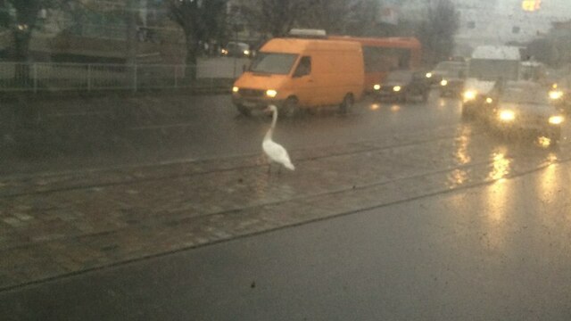На Ленинском проспекте в Калининграде лебедь блокировал движение транспорта (фото)