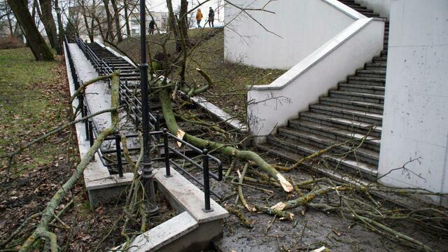 На Нижнем озере вырванное с корнем дерево перегородило лестницу (фото)