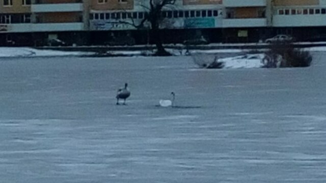 На Летнем озере замерзают лебеди (фото)