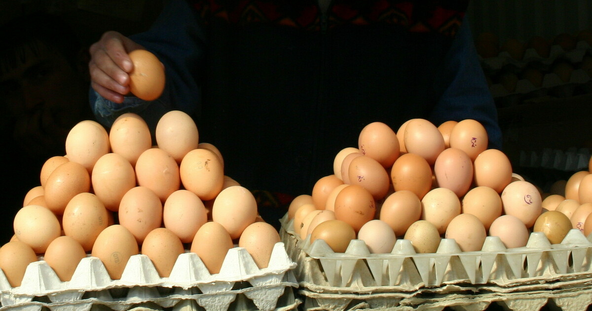 Экспорт яиц из россии