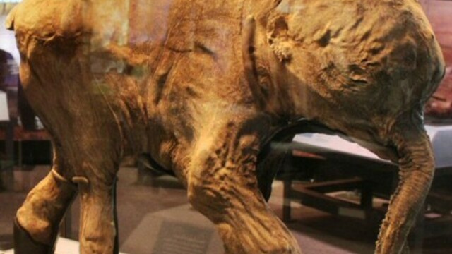 Биологи из США назвали причину исчезновения последних мамонтов