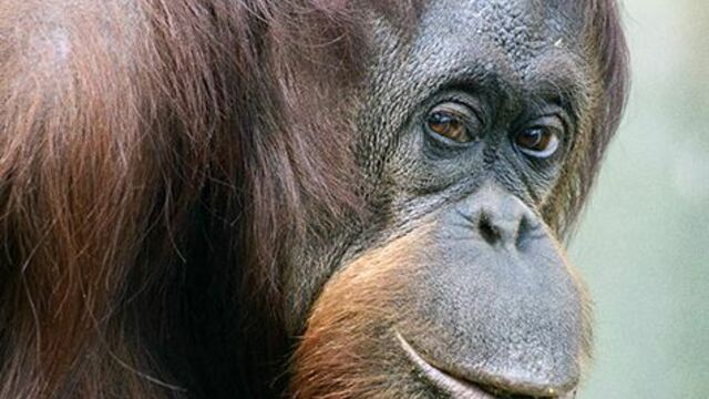 В зоопарк Калининграда приедет 105-килограммовый орангутан из Дании