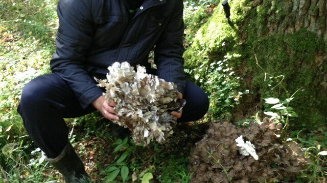 Калининградец нашёл три гриба-барана весом 18 кг (фото) 