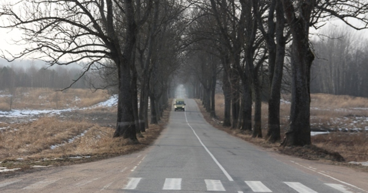 Дороги калининградской области с деревьями фото