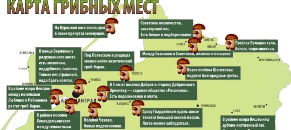 Грибная карта ленинградской области сморчки