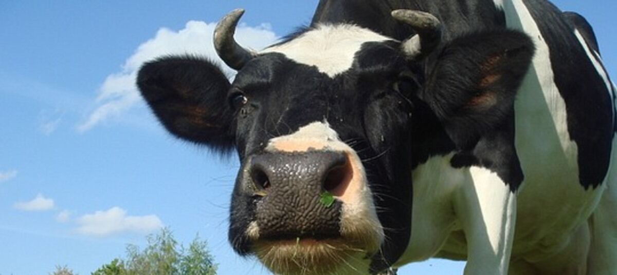 К чему снится корова женщине во сне. Сонник напали коровы. Сонник напали коровы. Сонник-толкование корова. К чему снится корова женщине во сне.