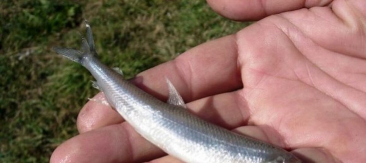 корюшка вес. где обитает корюшка. где обитает корюшка. снеток малек. где обитает корюшка.