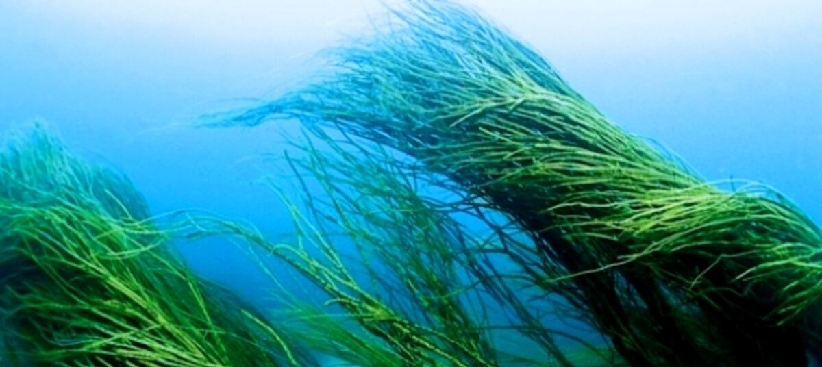 ульва и ламинария. масса водорослей. масса водорослей. деревенские просторы мутные воды русская рыбалка. пикнодонтус.