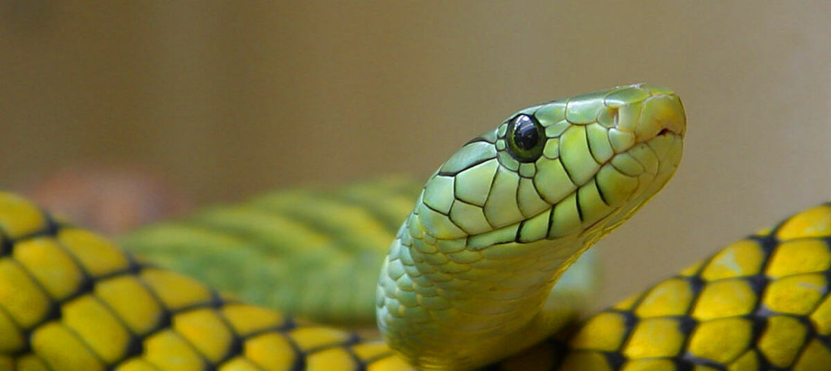 Африканский бумсланг змея. Желтая змея обои. Индикатор змеи. На аву желтая змея.