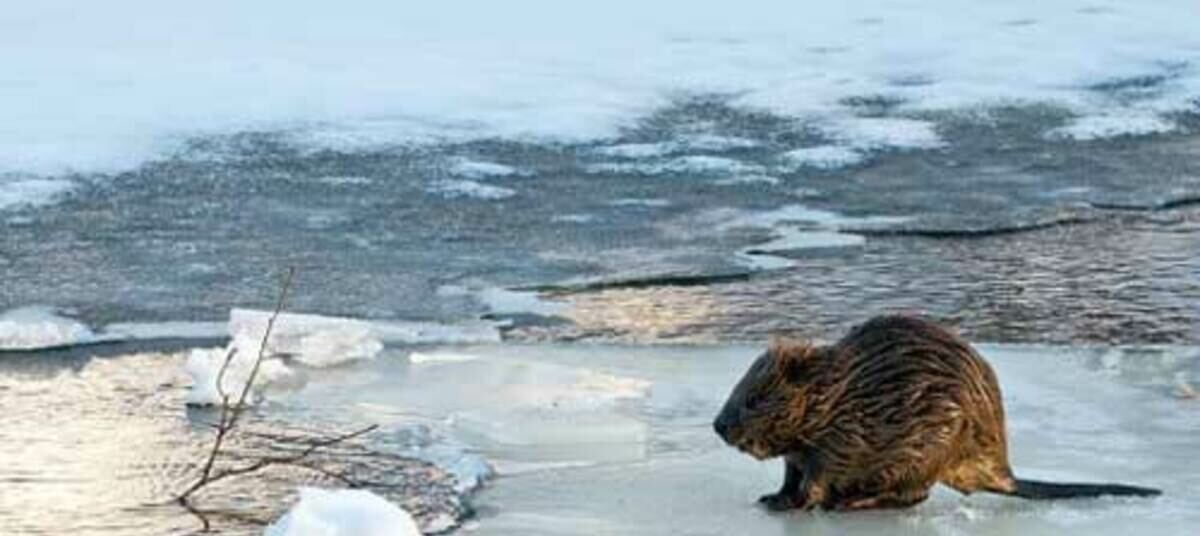 норвежский лемминг. бобры зимой. бобры зимой. копытный лемминг. бобер зимой.