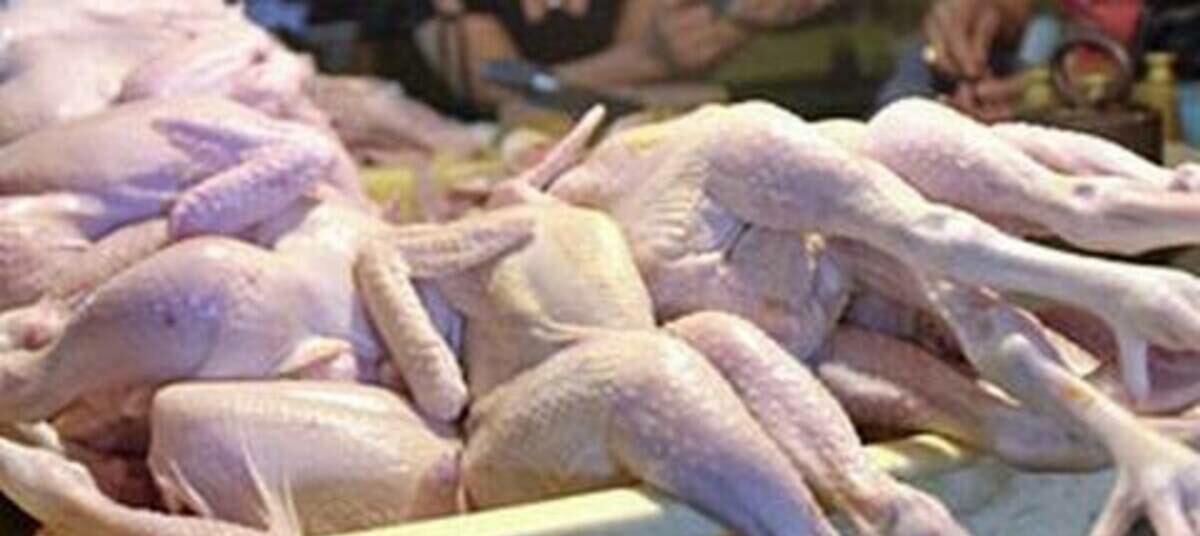 мясо птицы сальмонеллы