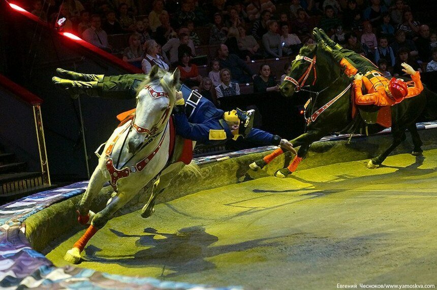 #яневася: в Калининград впервые приедут настоящие артисты цирка Юрия Никулина - Новости Калининграда