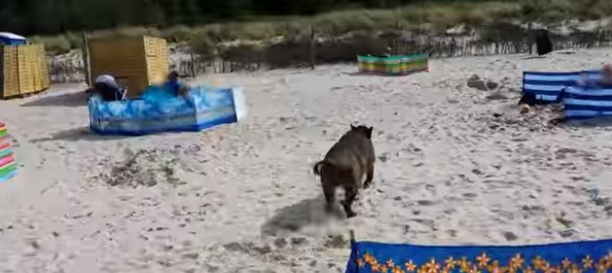 Кабан на море