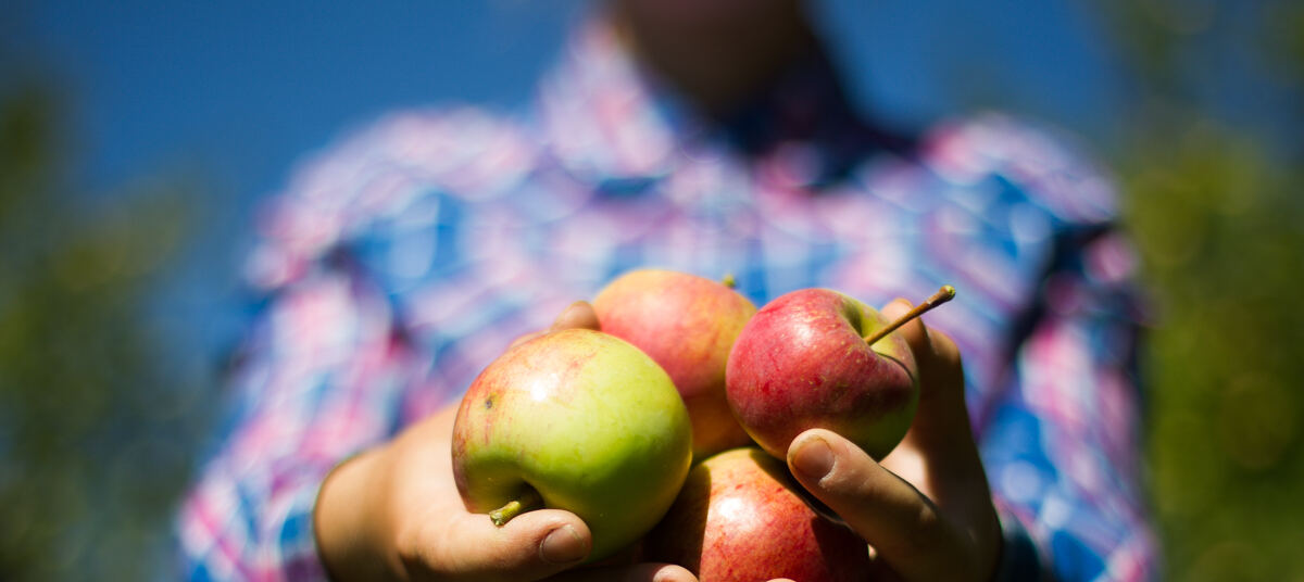 Яблоко в 2 месяца. Яблоко которое нельзя есть. Польские фермеры яблоки. Руки фермера с яблоками. Кому нельзя есть яблоки.