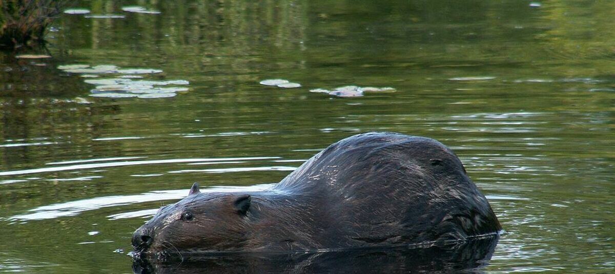 польза бобров. сообщение про бобров. бобры ночные животные. вред бобра. интересные факты о бобрах.