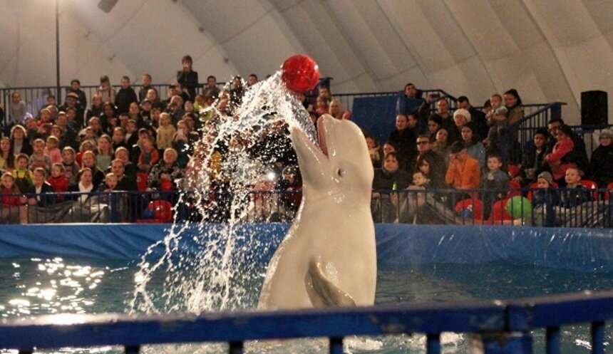 Как подружиться с Эрвином и Глорией: где в Калининграде можно поплавать с дельфинами - Новости Калининграда
