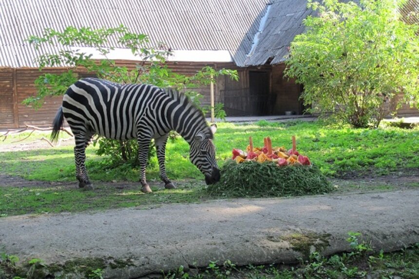 &quot;Полосатый&quot; праздник: Калининградский зоопарк приглашает на &quot;День зебры&quot; - Новости Калининграда