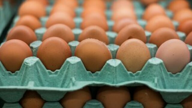 Канадские биологи ответили на вопрос о курице и яйце