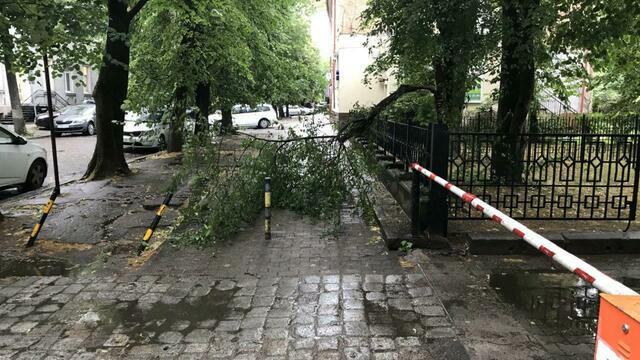 Упавшие деревья, сломанная остановка: в Калининград пришёл циклон из Скандинавии (фото, обновлено)