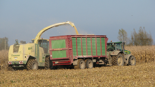 Зерно из заражённого АЧС Правдинского района отправят на экспорт