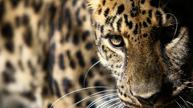Калининградский леопард во Всемирный день кошек
