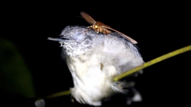 Учёные: ночные бабочки Бразилии питаются слезами спящих птиц (видео)