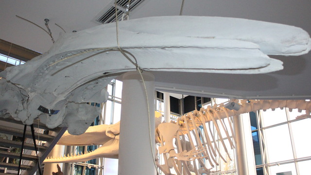 В ММО начинают монтаж экспозиции с 12-метровым китом