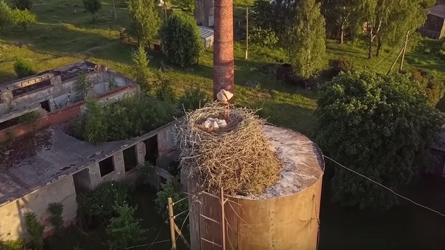 Калининградец снял на видео, как растут птенцы аистов