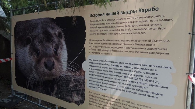 В Калининградском зоопарке за счёт пожертвований установили смотровые стёкла в вольере у трёхлапой выдры 