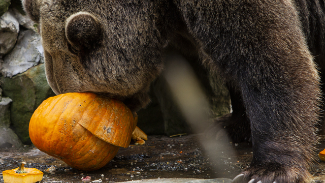 Животных из зоопарка Калининграда накормили тыквами (фоторепортаж)