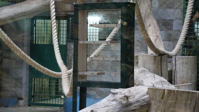 В Калининградском зоопарке орангутанам соорудили “интеллектуальный” тренажёр (видео)