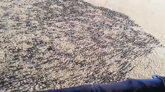 Летящий на воздушном шаре турист запечатлел гигантское стадо антилоп гну (видео)