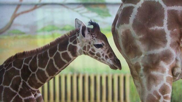 В Белгородском зоопарке умер привезённый из Калининграда жирафёнок Сафари
