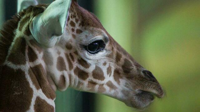 В Белгородском зоопарке прокомментировали смерть жирафёнка Сафари из Калининграда