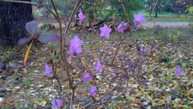 В конце осени в Ботаническом саду зацвёл рододендрон (фото) 