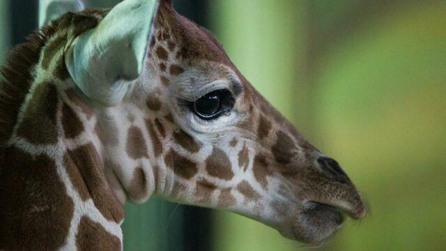 Тело погибшего в Белгородском зоопарке жирафёнка Сафари передали местному университету для изучения анатомии