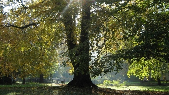 В Калининградском зоопарке обнаружили семь уникальных деревьев