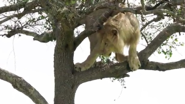 В заповеднике Кении лев застрял на дереве (видео)