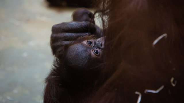 В Калининградском зоопарке самка орангутана показала детёныша (фото)